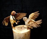 The Flight of Stillness / Zohre Varmazyar /  62 × 40 × 57 cm / 2024 / Marquetry & Fine Wood Carving (Relief) / $794