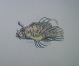 Lionfish