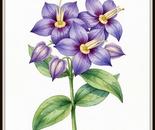 purple bloom