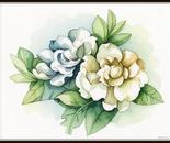 Gardenia