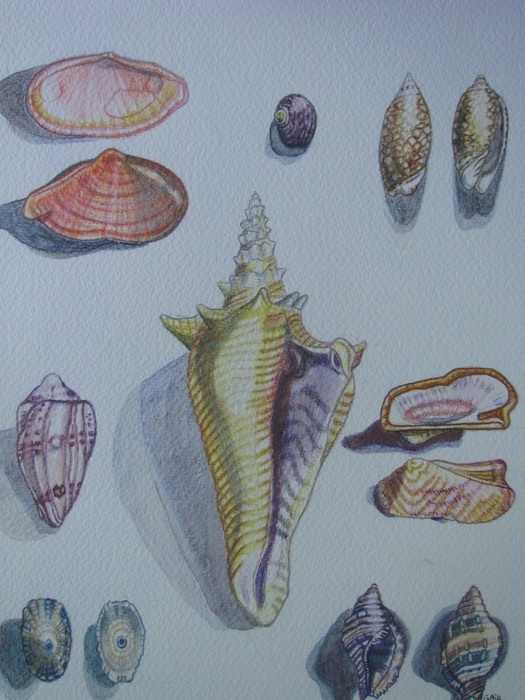 Caribbean Seashells: Costa Rica y Panama