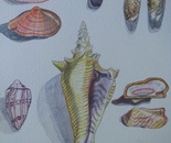 Caribbean Seashells: Costa Rica y Panama