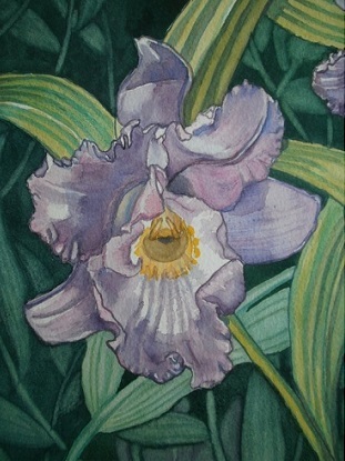 Orchidea