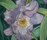 Orchidea