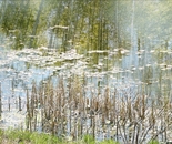 Cedarmere 6