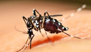 Adese (zika-bearing) mosquito