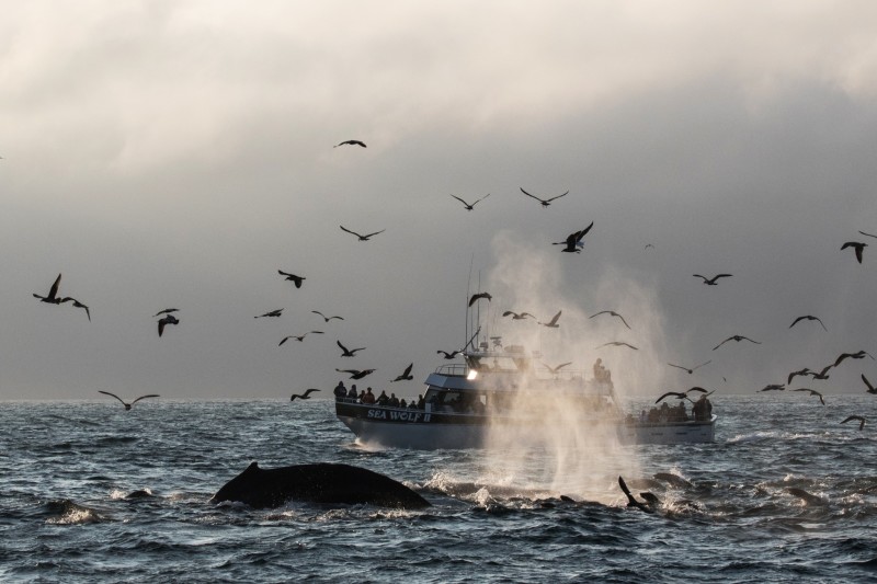 Whale Watching - Wood Workshop