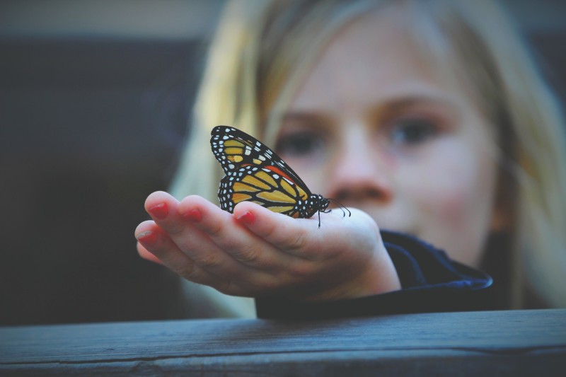 butterfly1