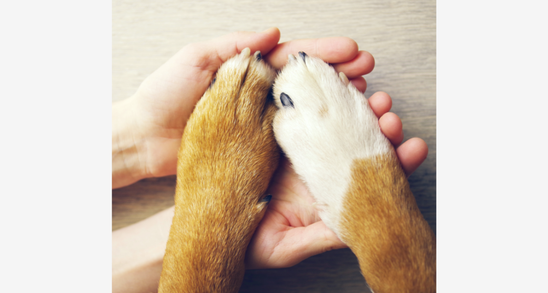 Dogs bring physical and mental health benefits for both pet parents, dog walkers, and pet caregivers on the Wag! Walking platform