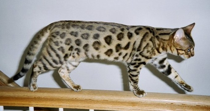 a homebody, the Bengal cat, is an active feline that gets easily bored if they're not doing anything that keeps them occupied