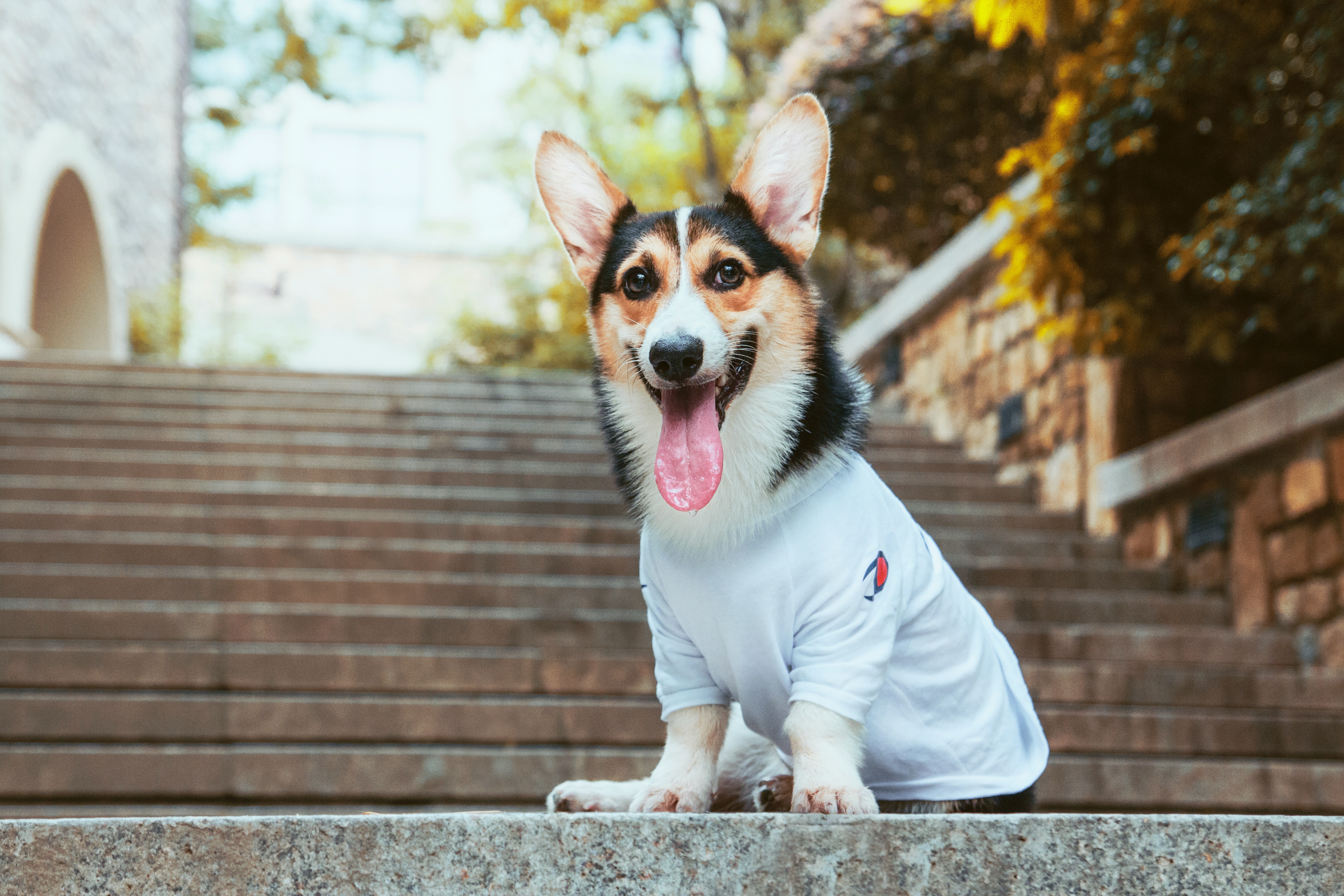 happy dog in a warm sweater