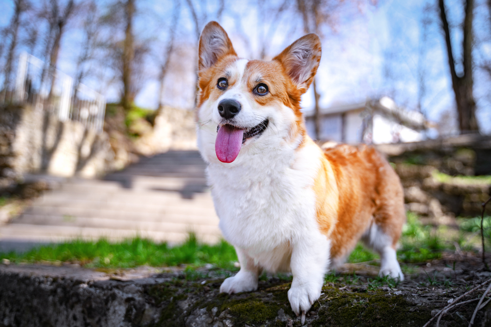 corgi