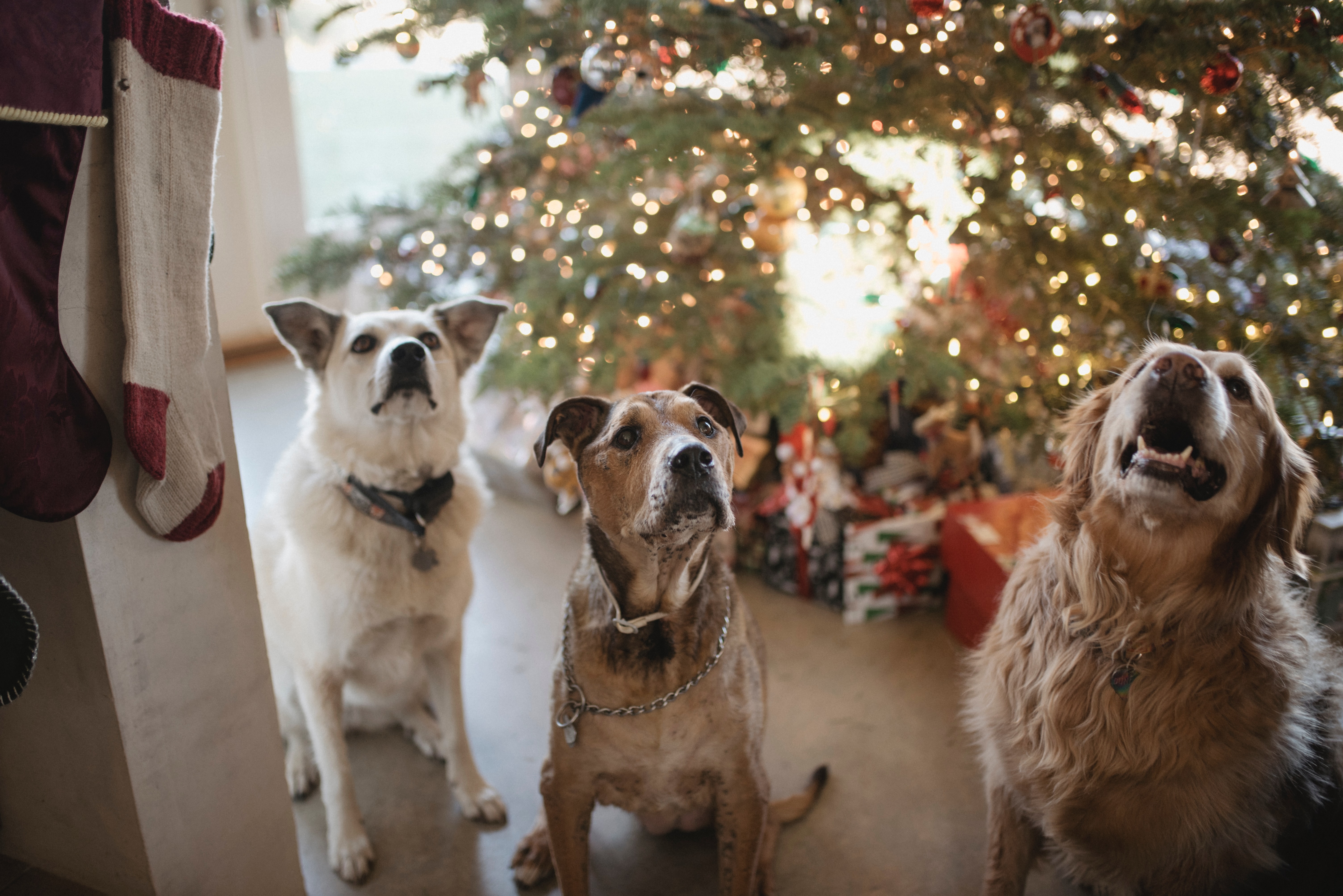 several dogs in festive holiday attire on a Christmas night