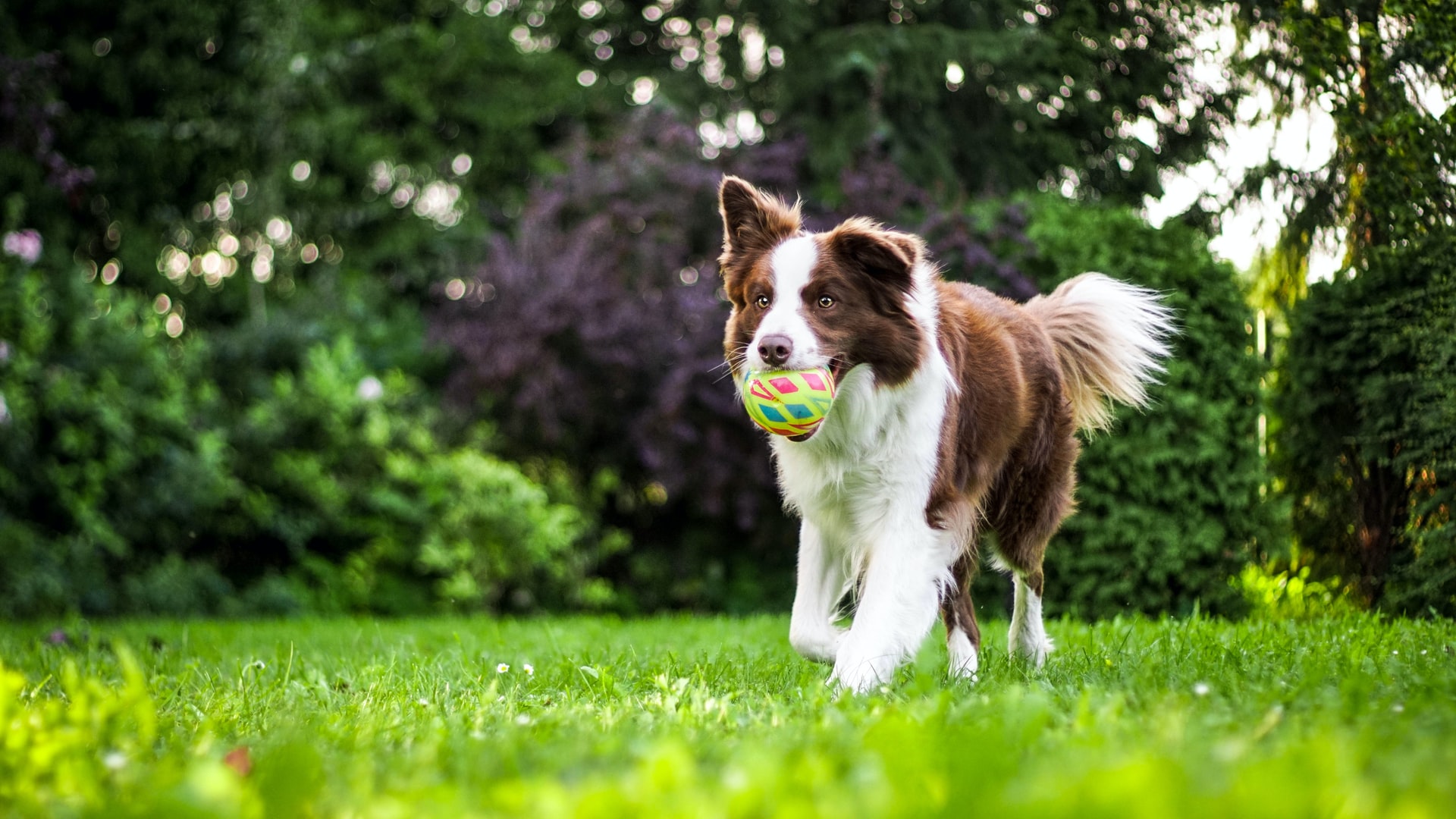 border collie carrying ball