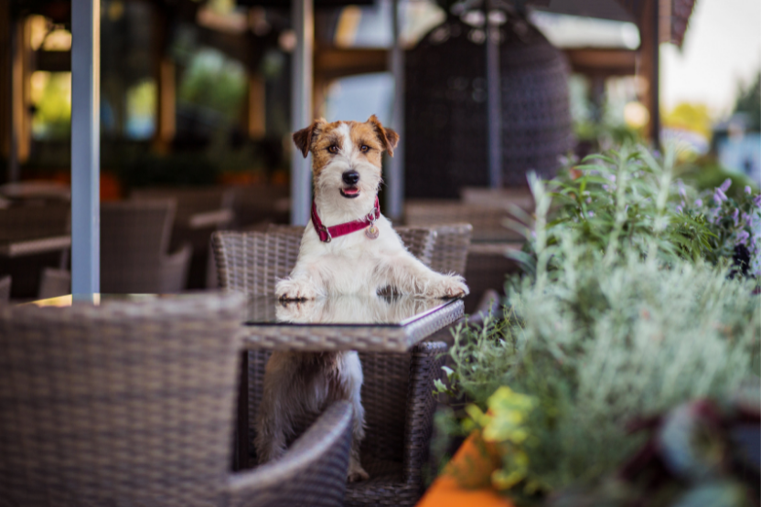 dog sitting in a chair with their paws on an outdoor table - how to create a bucket list with your dog