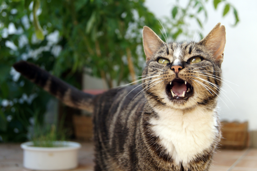 gray cat meowing