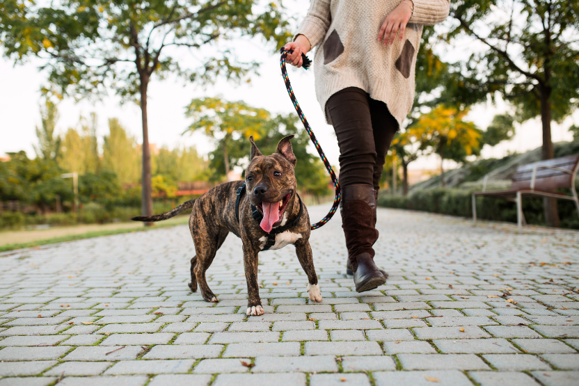 person wearing black boots holding leash and walking brown dog