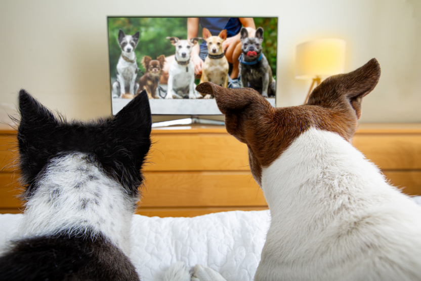 Two dogs on the couch watching group of dogs on tv - rainy day