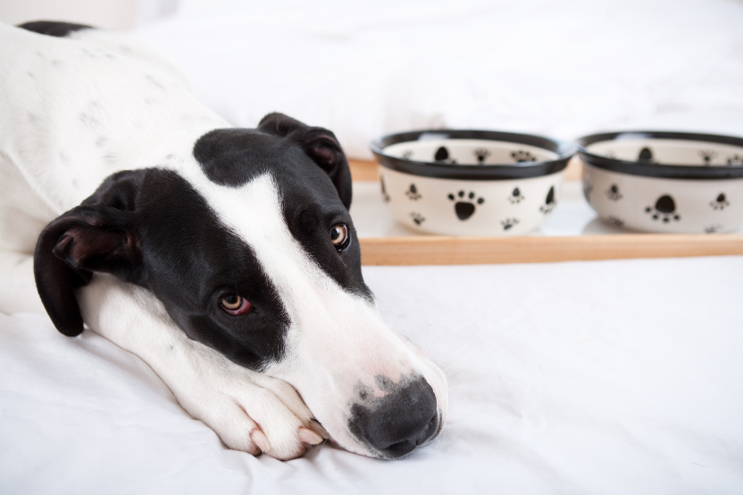 black and white dog lying next to a pair of food and water bowls