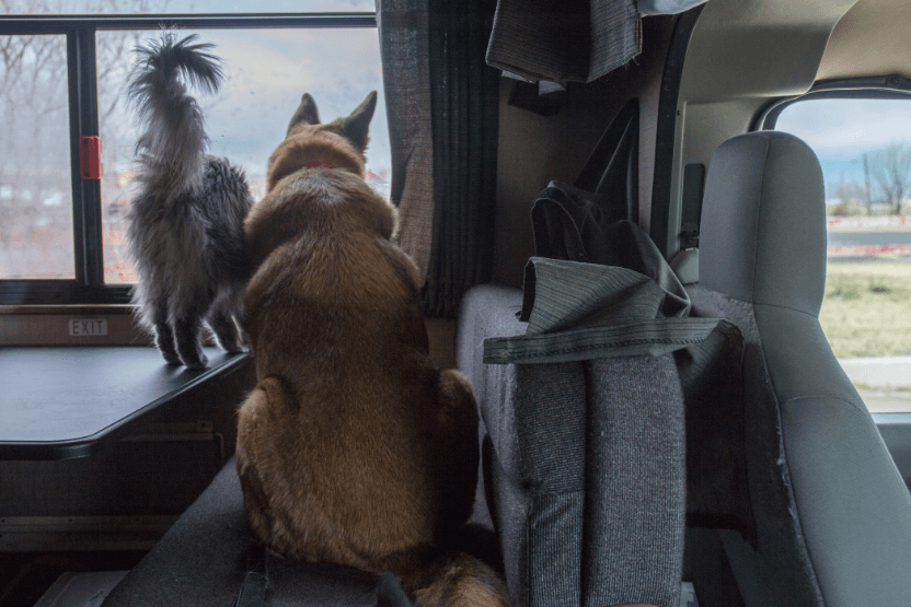 dog and cat looking out of the window of an rv rental