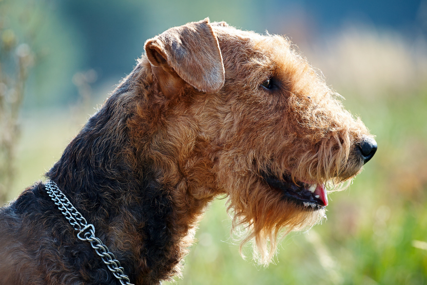 airedale terrier dog wearing green collar - popular terrier breeds