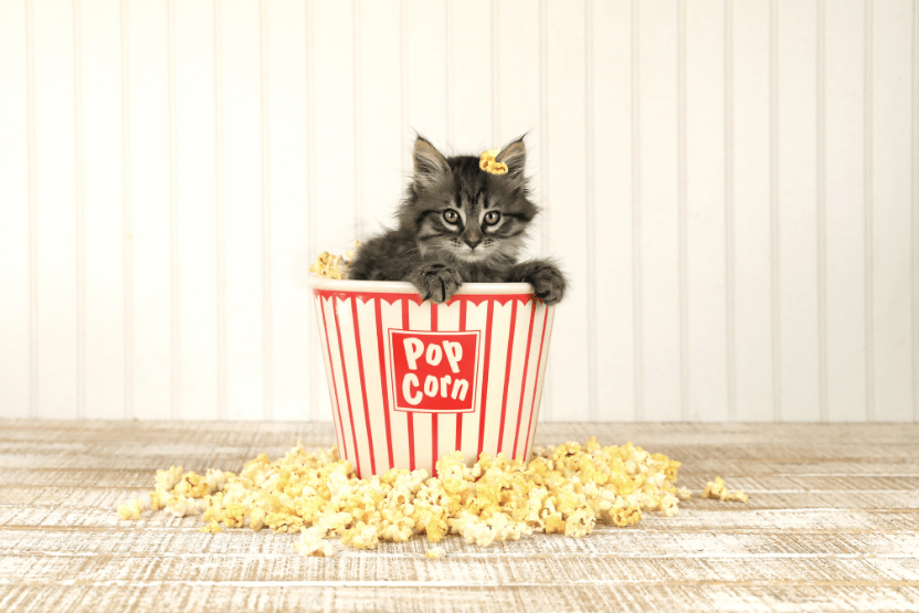 long-haired gray tiger stripe cat sitting in a tub of popcorn