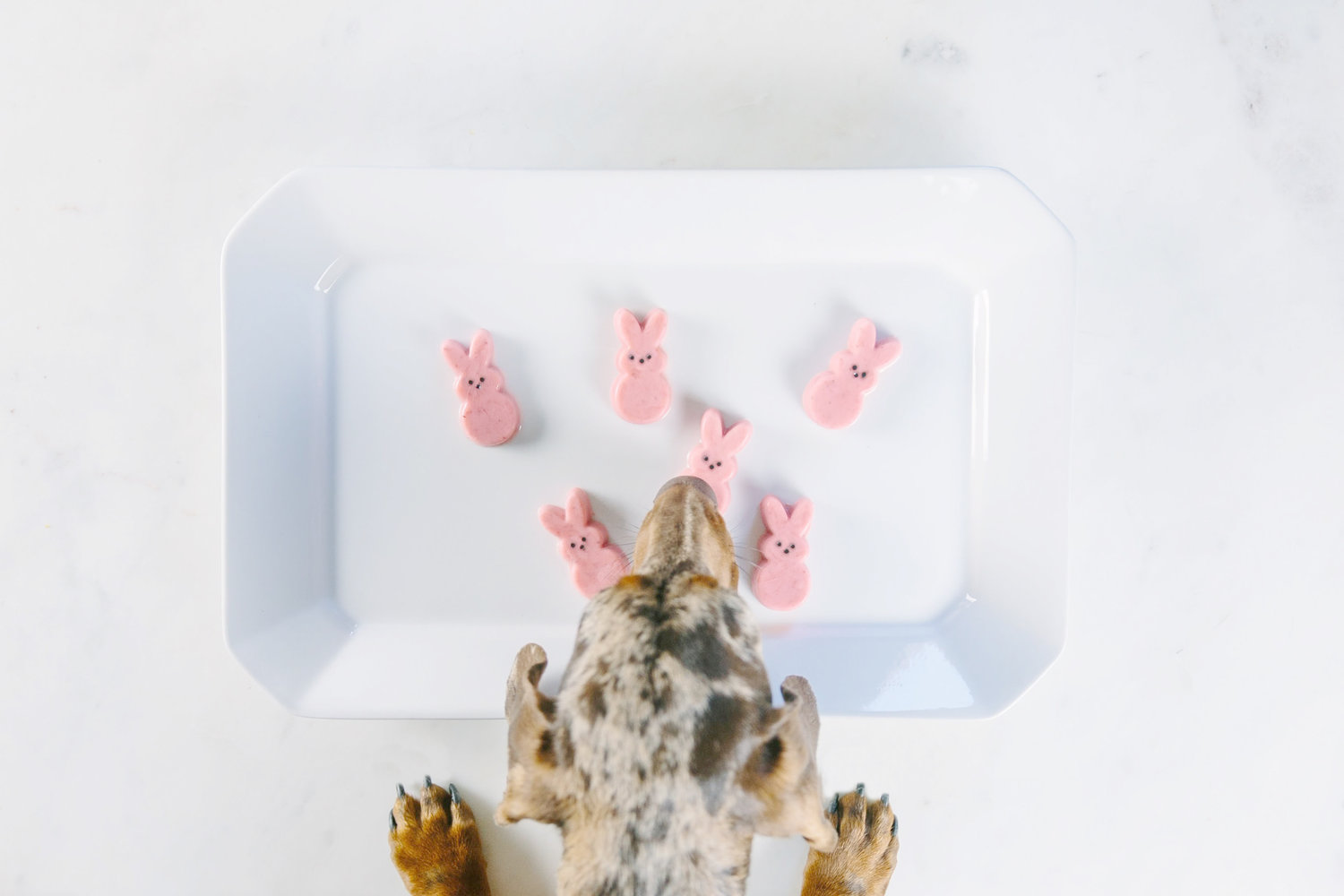 dalmatian dog sniffing pink easter bunny dog treats on a white plate