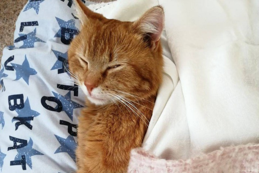 ginger cat lying down with eyes closed