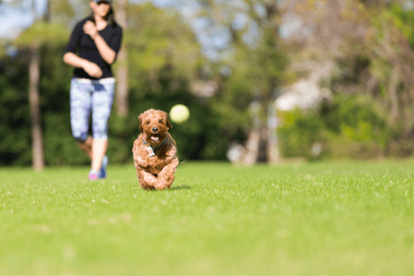 Curly-haired brown dog chasing a ball outside - 8 Ways to Ensure Your Pet is Living Their Best Life