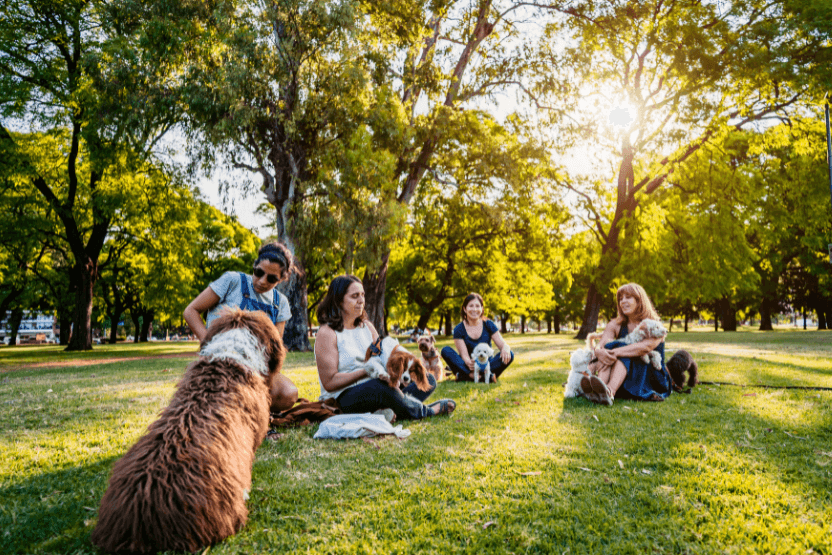 several dogs with people hanging out in park