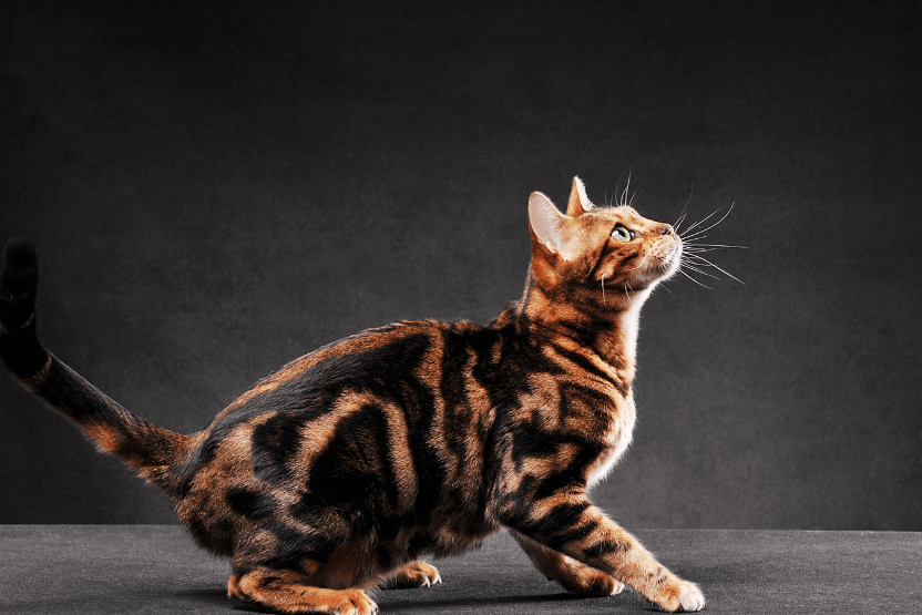 Striped cat looking up about to jump