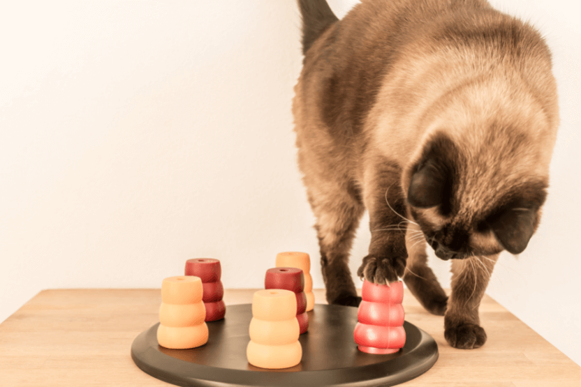 Cat playing with a cat puzzle game