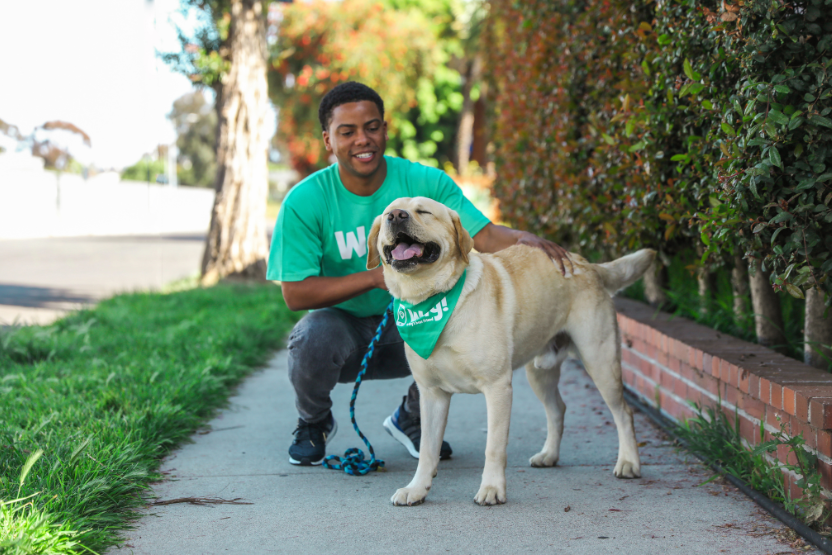 dog walker wearing green shirt kneeling by golden retriever dog on leash