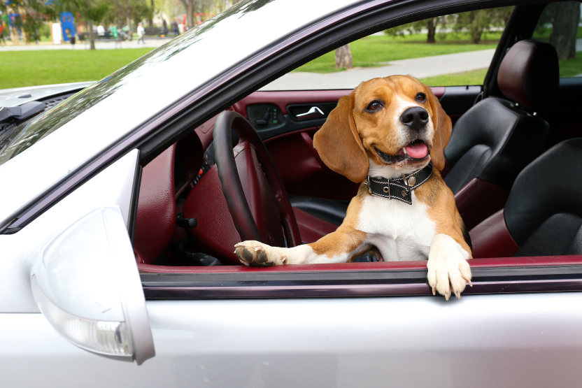 brown dog with paws propped on the open window of a car