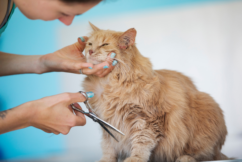 Do Pet Groomers Groom Cats