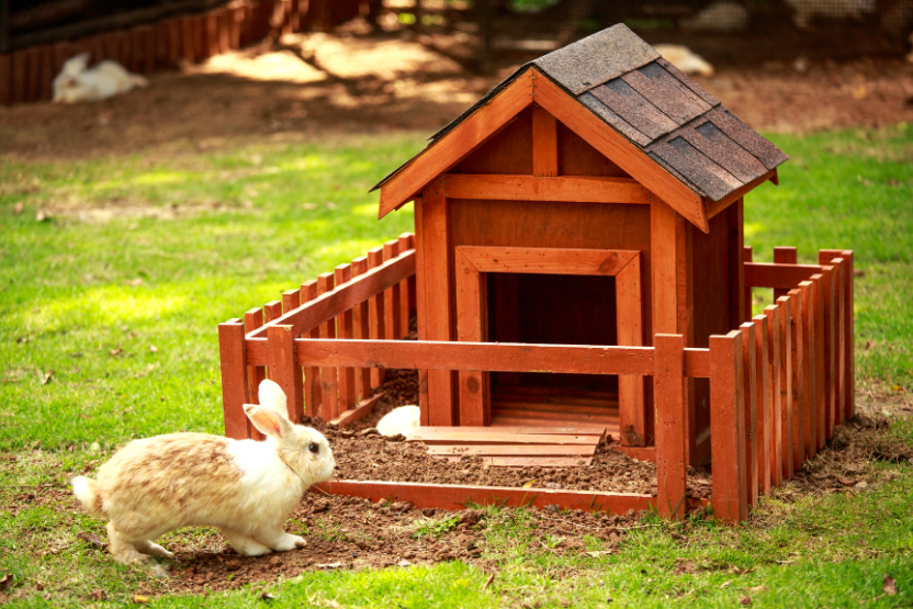 golden and white rabbit standing outside a luxury wooden rabbit hutch