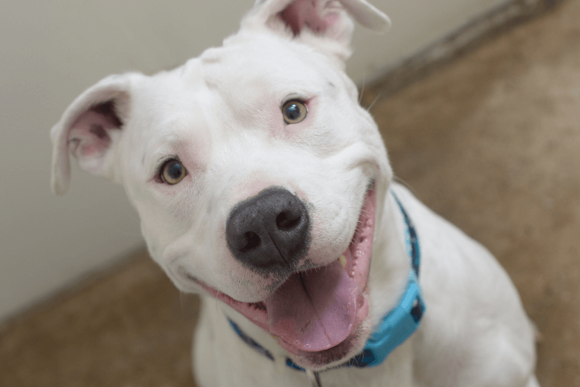 White Pit Bull looking at camera - The Truth About Pit Bulls