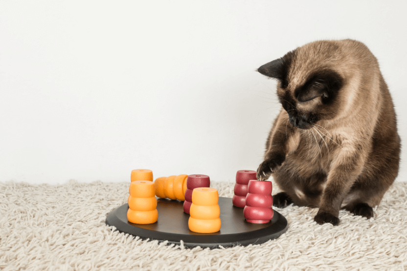 Siamese cat playing with a food puzzle