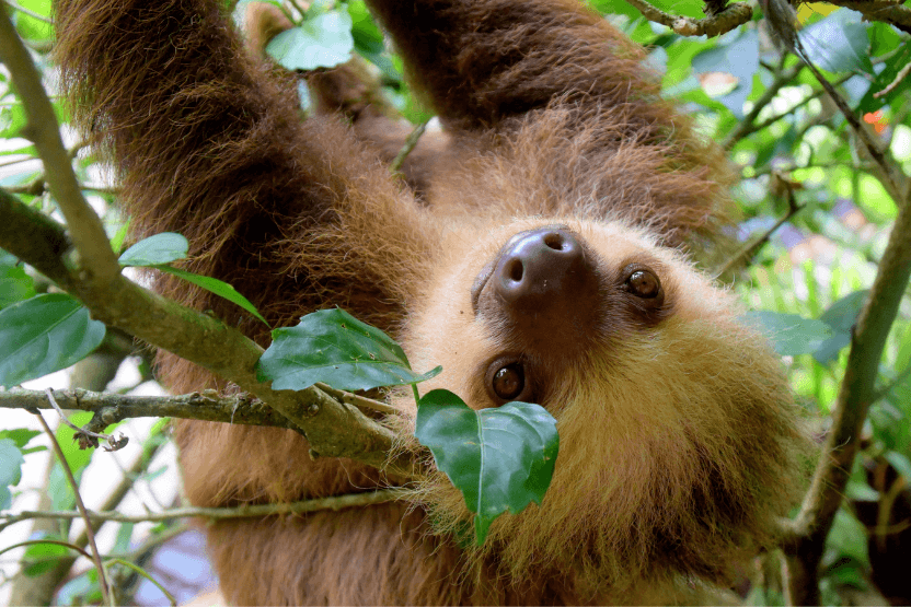 Sloth hanging from tree branches - An Unlikely Duo a Sloth and a Dog Friendship