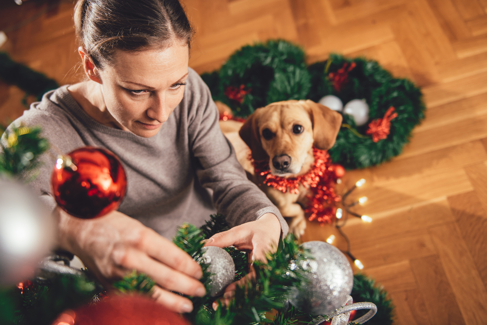 brown dog watching while a person hangs ornaments on a decorated christmas tree