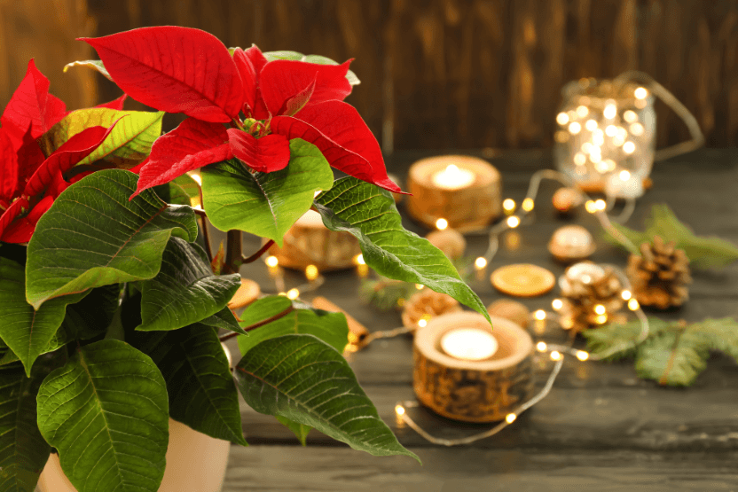 a poinsettia plant on a table with candles