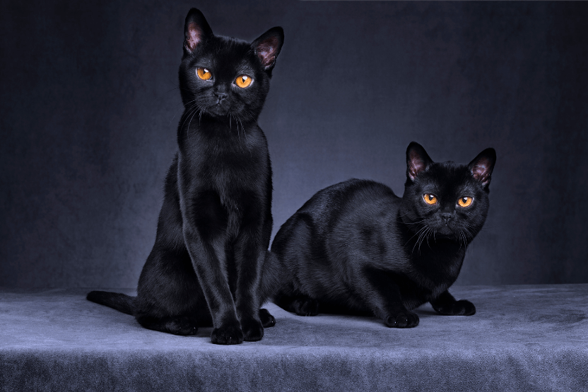 Two black cats with orange eyes