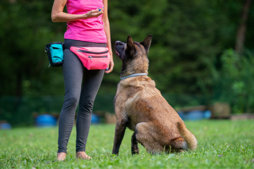 dog trainer wearing pink fanny pack holding a clicker in front of a dog who's sitting in the grass