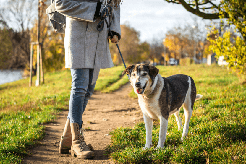 Older brown and white dog on a walk