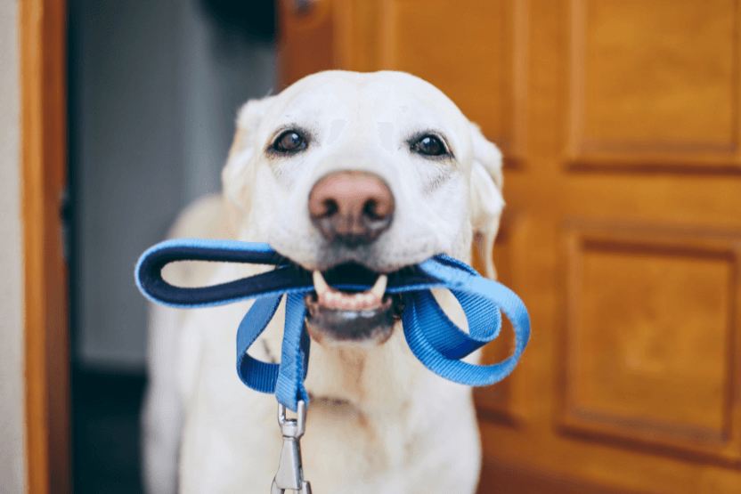 yellow Labrador Retriever with a leash in their mouth