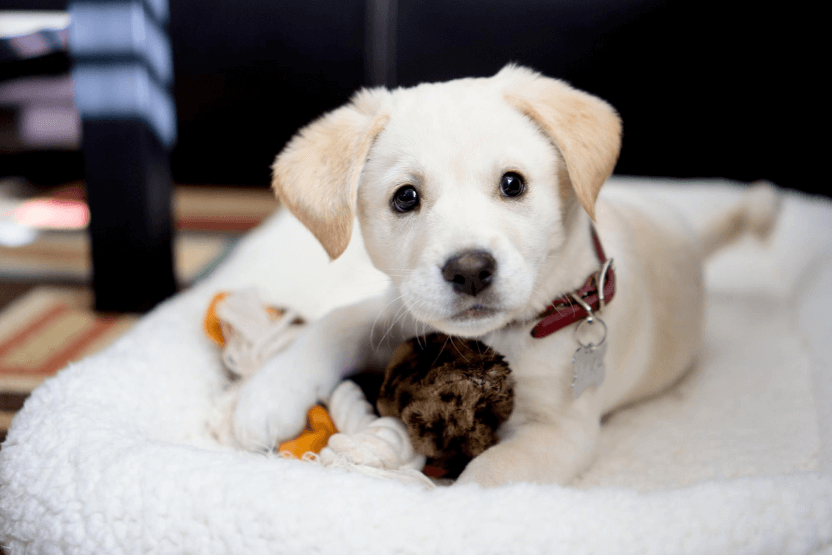 white puppy relaxing with new toy