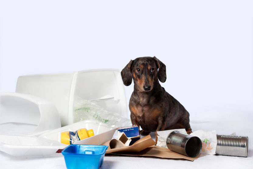 black and brown dachshund dog standing by an overturned trash can surrounded by toxic waste