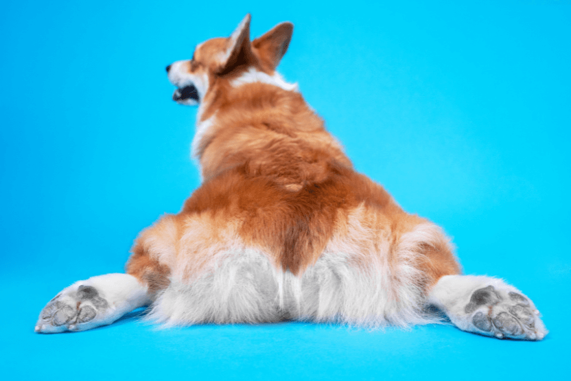 5 Tricks And Household Remedies To Fix Itchy Dog Butt