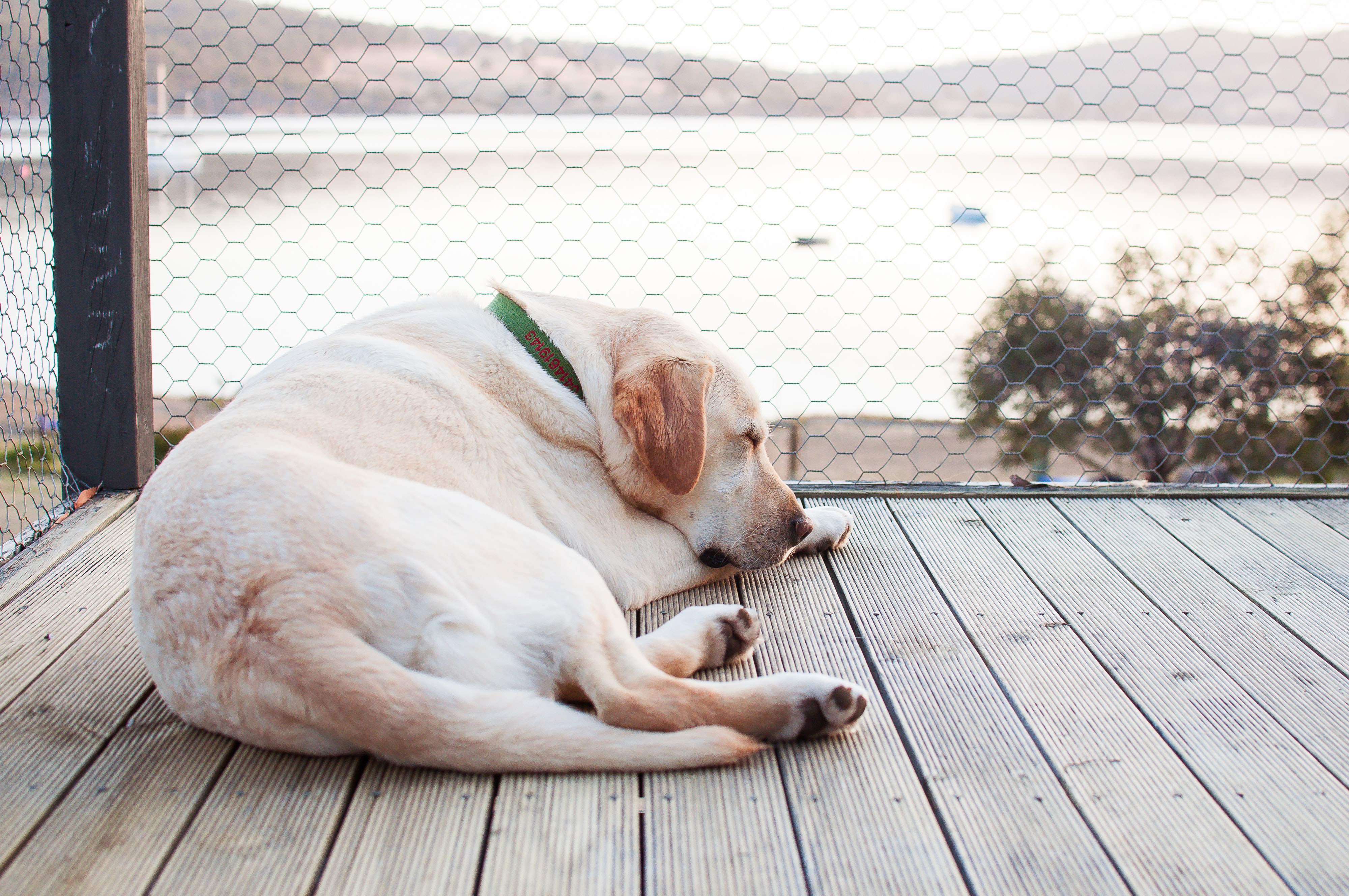 an older Golden Retriever is lounging in the sun