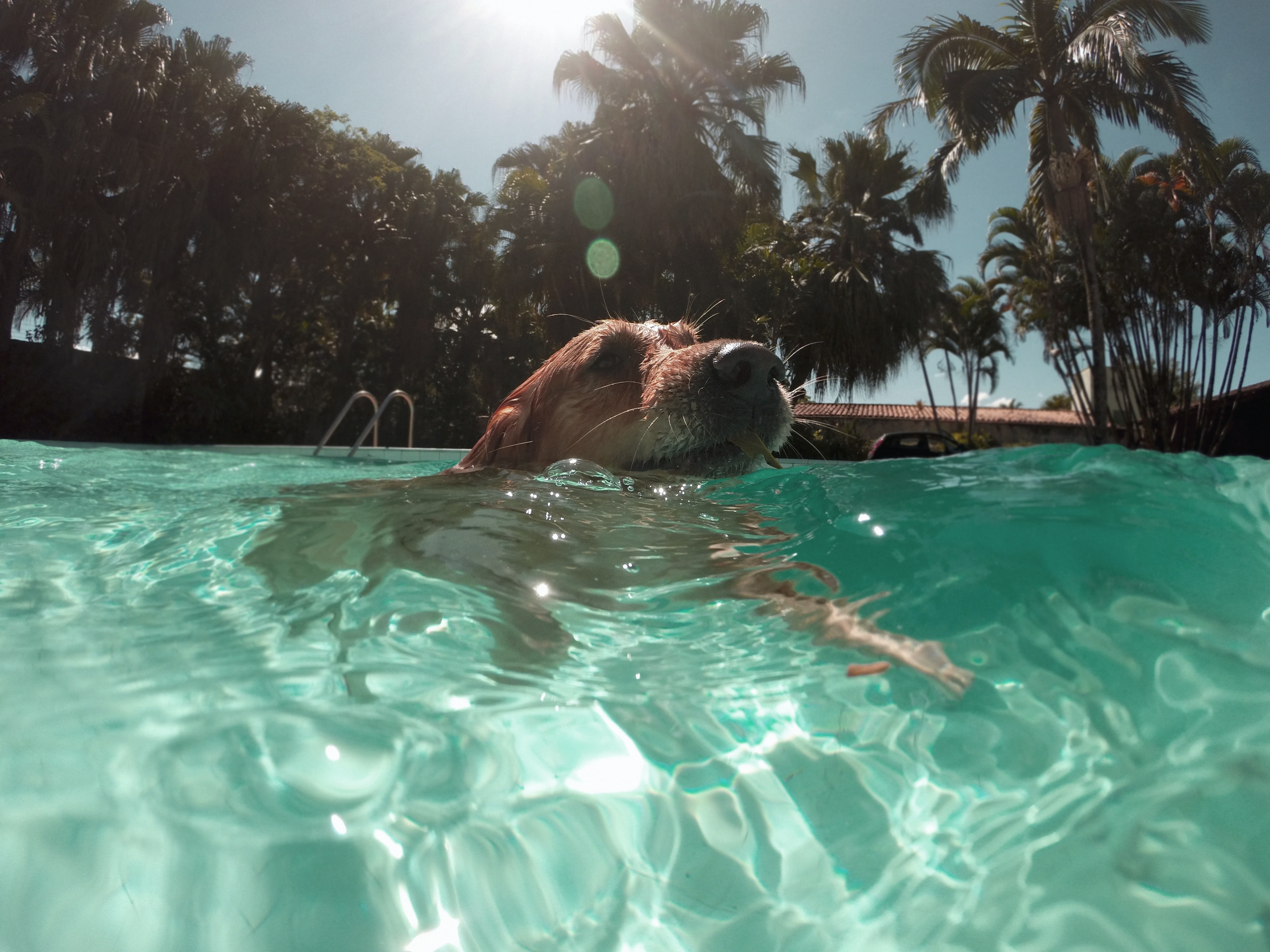 a Golden Retriever is swimming in a backyard pool